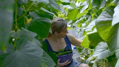 Harvesting cucumbers Stock Footage 110754408
