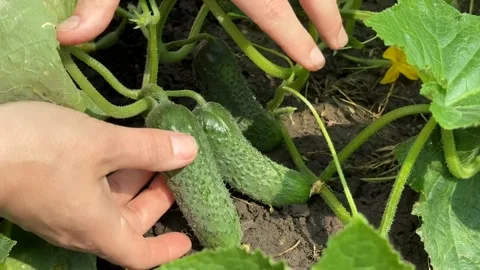 Harvesting Cucumbers Stock Footage 313866602
