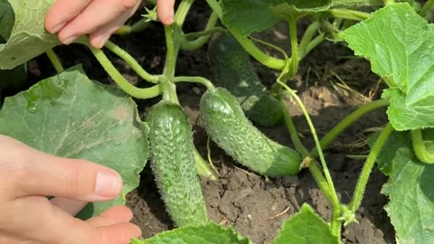 Harvesting Cucumbers Stock Footage 313867411