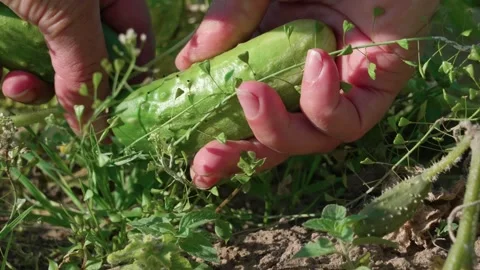 Harvesting cucumbers Video stock 316916026