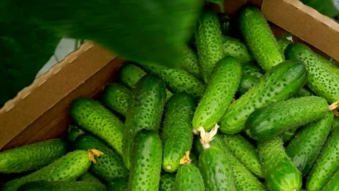Harvesting cucumbers in a greenhouse in a box while driving on a cart. Stock Footage 77269023
