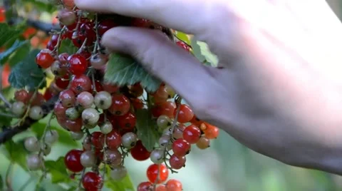 Harvesting currants Stock Footage 40733365