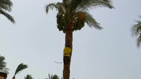 Harvesting dates on a palm tree Stock Footage 315469543