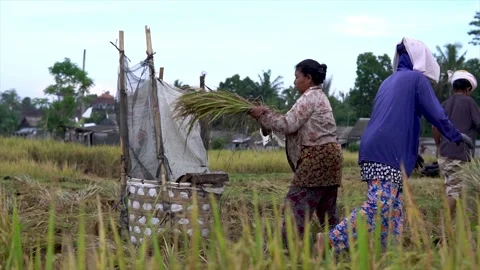 Harvesting day Stock Footage 143129037