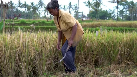 Harvesting day Stock Footage 143129063