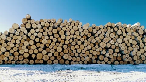 Harvesting of deciduous birch forest for construction and firewood. Stock Footage 302622010