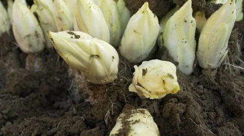 Harvesting endives in soil Stock Footage 36038101