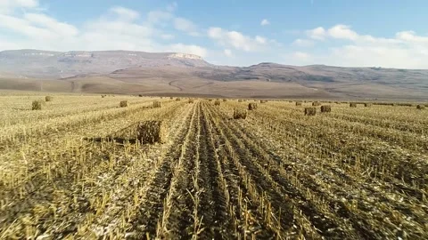 Harvesting in the fall Stock Footage 147388765