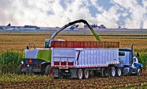 Harvesting Feed Corn Stock Photos