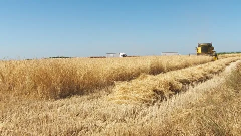 Harvesting the Fields: A Distant View Video stock 287747462
