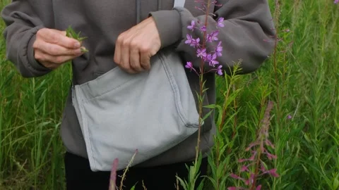 Harvesting fireweed blossoms, a step by step guide to gathering natures bounty Stock-Footage 314265499