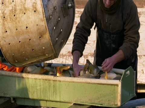 Harvesting fish pond Stock-Footage 82681168