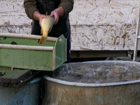 Harvesting fish pond Video stock 82681252