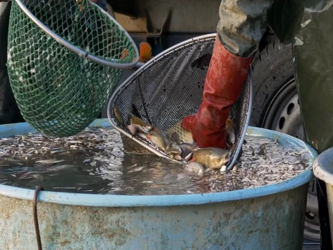 Harvesting fish pond Stock-Footage 82681907