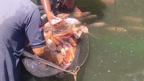 Harvesting fish in the pond. Stock Footage 258187467