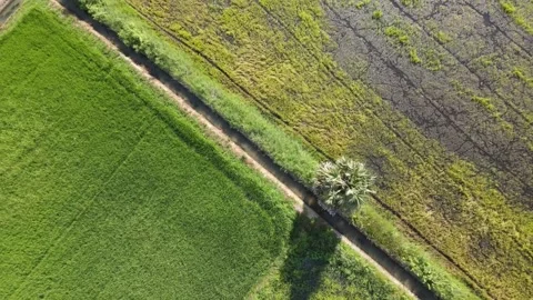 Harvesting flight overthe road between rice fields. Video stock 204120859