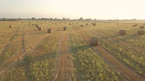 Harvesting, Flying Over The Cleared Field. Aerial shot, Harvested Fields. Stock Footage 115597145