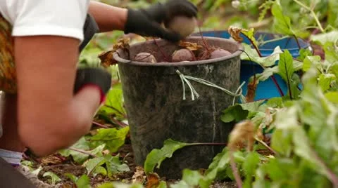 Harvesting 库存影片 22278240