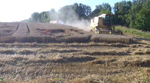 Harvesting. Stock Footage 31738849