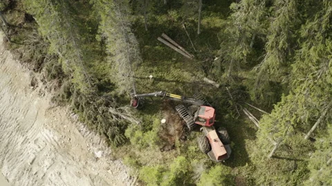Harvesting in forest with fully automatic machine in forest, top down aerial Stock Footage 194698600