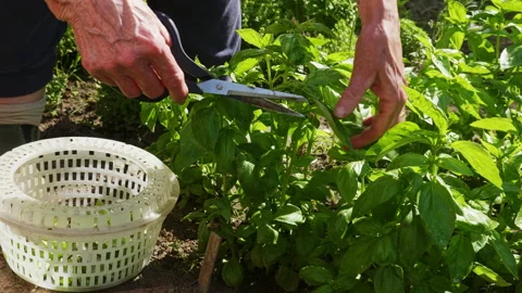 Harvesting fresh basil Stock Footage 168574696