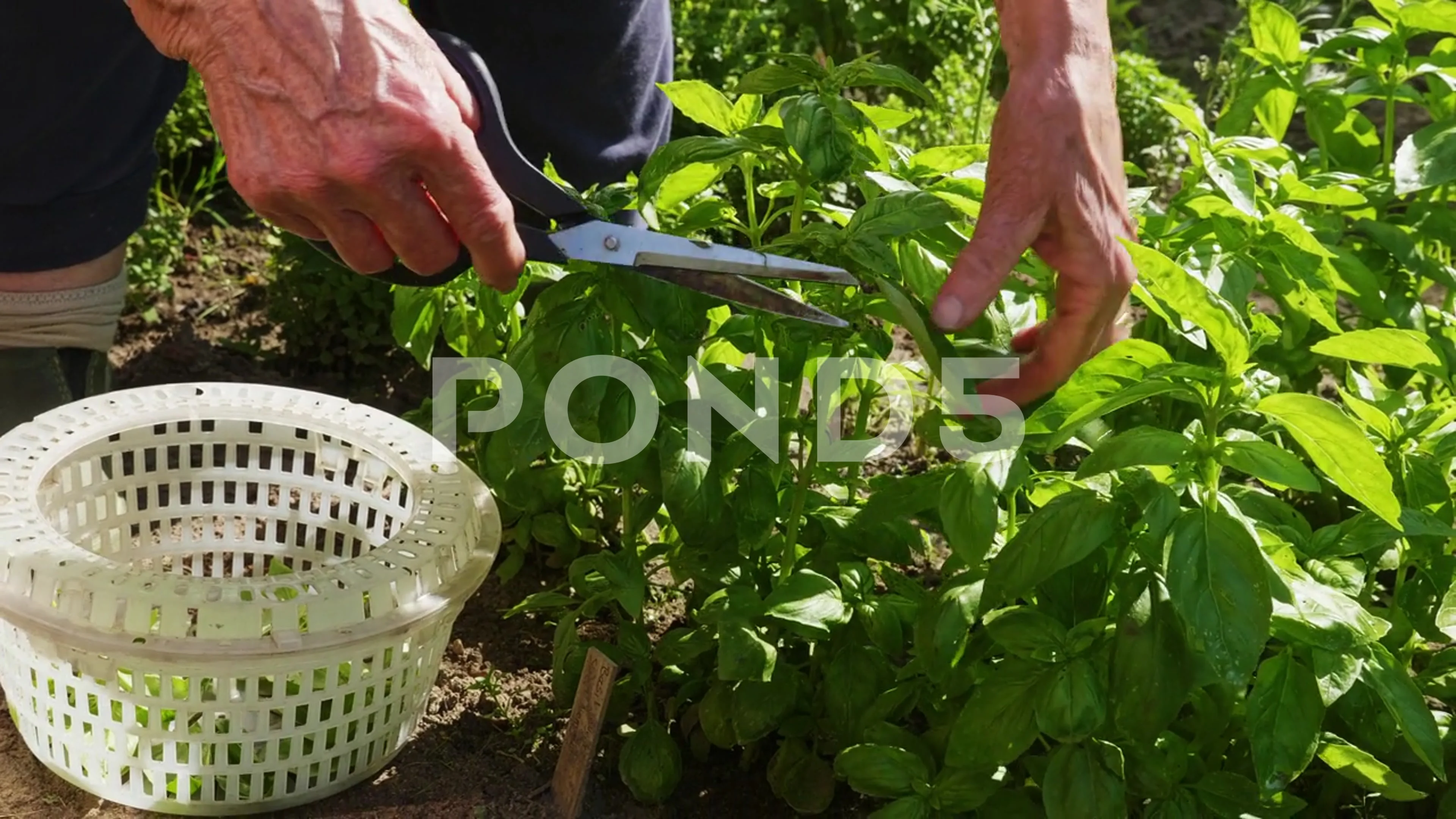 Harvesting fresh basil