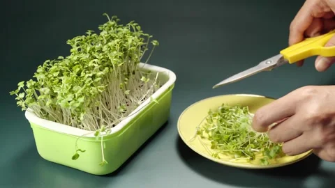 Harvesting fresh broccoli microgreens with scissors and placing them on a p.. Stock Footage 345206609