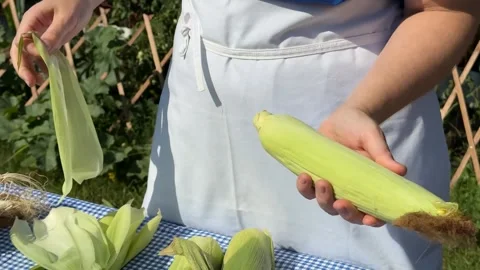 Harvesting Fresh Corn Stock Footage 313363712