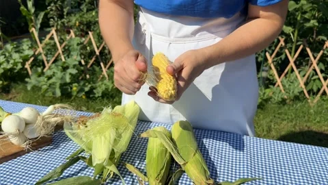 Harvesting Fresh Corn Stock Footage 313363894