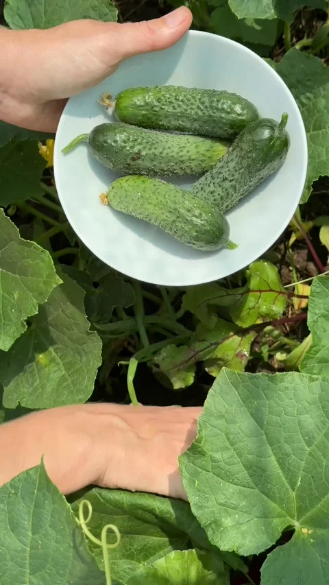 Harvesting Fresh Cucumbers Stock Footage 311657530