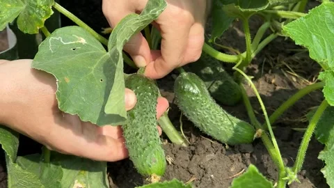 Harvesting Fresh Cucumbers Stock Footage 313867385