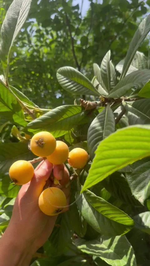 Harvesting fresh loquat fruit from tree branch, vertical view Stock Footage 345157048