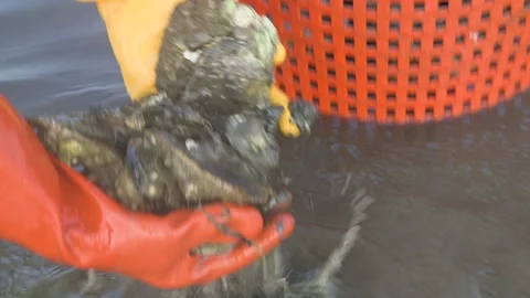Harvesting fresh oysters Stock Footage 233207953