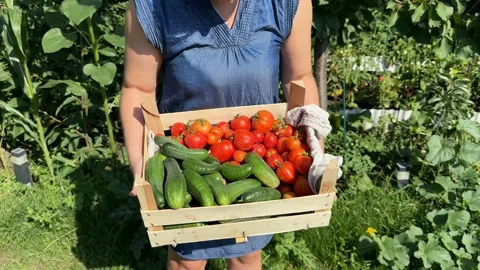 Harvesting Fresh Produce Stock Footage 313866480