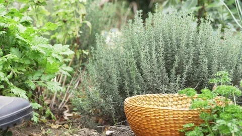 Harvesting fresh thyme Video stock 71436035