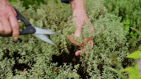 Harvesting fresh thyme Stock Footage 136967703