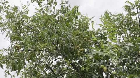 Harvesting Fresh Walnuts from the Tree Vídeo Stock 343874586