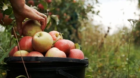 Harvesting Fruit. Close-up. Video stock 100879039