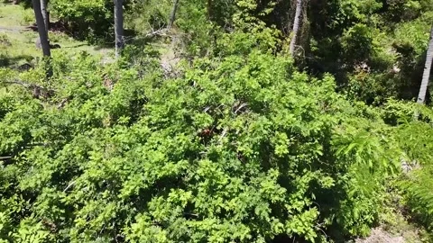 Harvesting fruit  Stock Footage 183668565