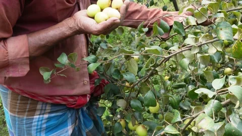 Harvesting of Fruit 库存影片 333919310