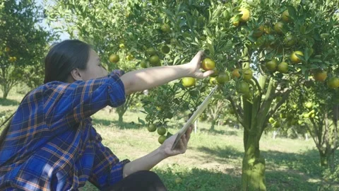Harvesting Fruit from an Orchard Stock Footage 318917084