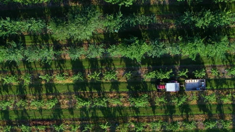Harvesting Fruit Trees. Farmer Checking Harvest From Fruit Trees Orchard Stock Footage 269121517