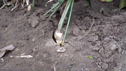 Harvesting ginger Stock Footage 184595651
