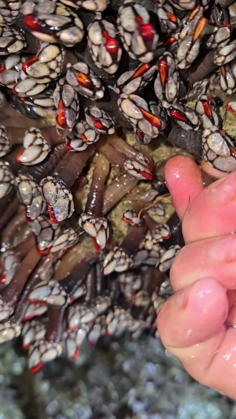 Harvesting Goose Barnacles, Dakhla beach, Morocco - 16 Oct 2025 库存影片 321155830