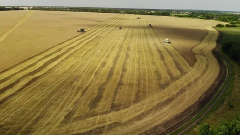 Harvesting grain by the combine in the central black earth of Russia Stock Footage 129886880