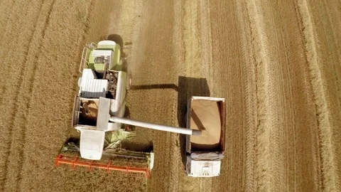 Harvesting of grain crops. The work of technology in the fields Stock Footage 80005680