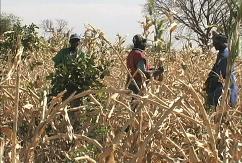 Harvesting grain Video stock 274005