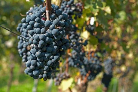 Harvesting grape Stock Photos