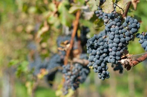 Harvesting grape Stock Photos