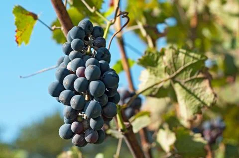 Harvesting grape Stock Photos